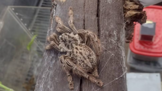 Fotos: allanan una casa y encuentran 172 arañas, un escorpión y una serpiente