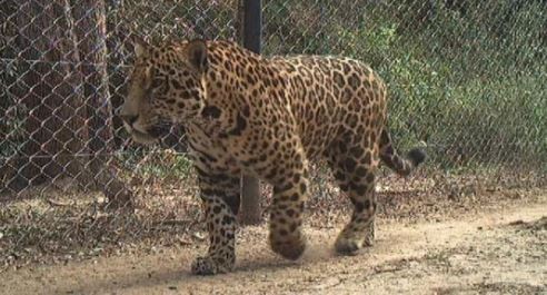 Cazadores ilegales asesinaron y cuerearon a uno de los cinco yaguaretés que quedaban en Formosa: ya fueron detenidos