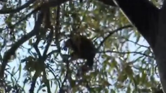 Bomberos trabajan para rescatar a un mono trepado en el árbol de una escuela