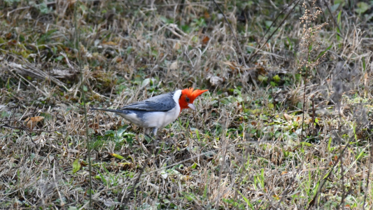 Más aves libres: 21 ejemplares silvestres regresaron a la naturaleza en La Calera