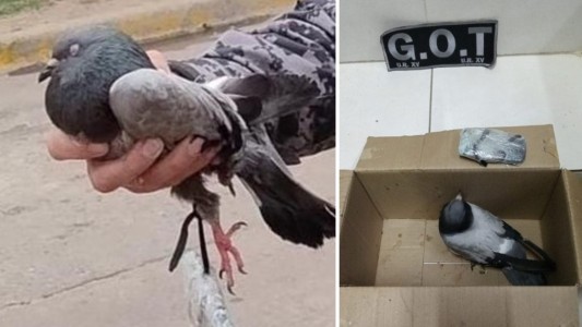Una vecina de la cárcel de Coronda halló una paloma que llevaba un celular para los presos