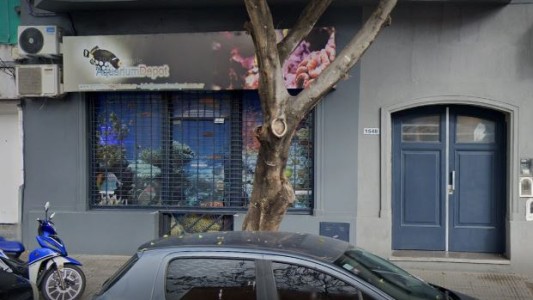 Clausuraron un local por criar y comerciar especies marinas clandestinamente