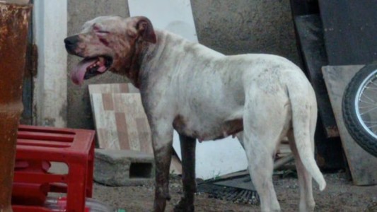 Un adolescente quiso separar a sus perros de una pelea y terminó internado tras ser atacado