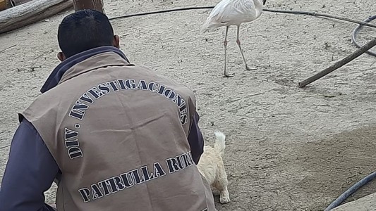 Detuvieron a un hombre por tener un flamenco rosado, una liebre patagónica y pecaríes en su casa