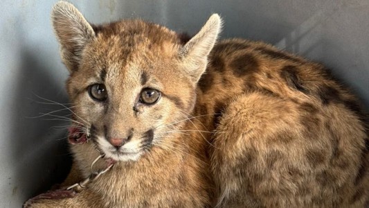 Traslasierra: rescataron a un cachorro de puma de una casa