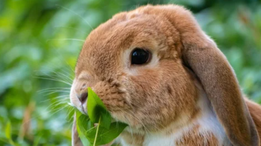 Aprueban la importación de conejos como animales domésticos