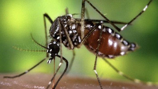 El Gobierno empezó a distribuir 160 mil vacunas contra el dengue