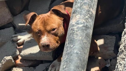 Córdoba: dos niños resultaron heridos tras ser atacados por un pitbull