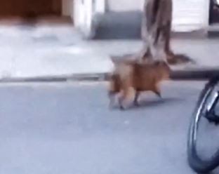 Sorpresa en Recoleta: apareció un carpincho caminando por la calle