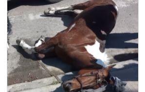 Denuncian que maltratan caballos en peregrinación a Luján