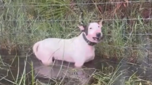 Ante la llegada del huracán Milton, abandonaron a su perro y lo dejaron atado un cerco de alambre
