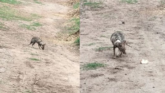 Luego del revuelo, no era un canguro, era un zorro enfermo