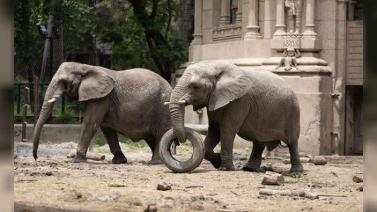 Murió Kuki, unas de las elefantas africanas