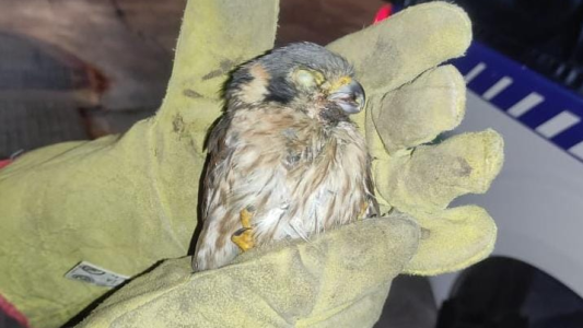 Apareció un pichón de halcón en Nueva Córdoba