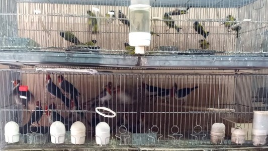 Fauna silvestre: Policía Ambiental rescató 130 ejemplares de especies que tienen comprometida su conservación