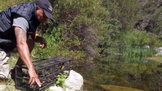 Liberaron a más de 100 animales de la fauna silvestre en Punilla y Cruz del Eje