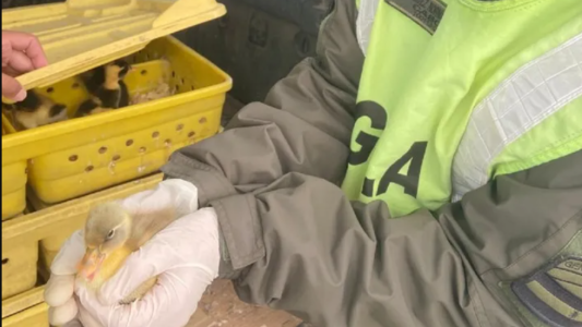 Viajaba con 150 patos en el baúl de su vehículo