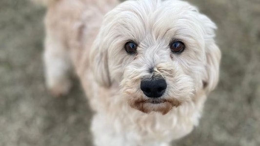 Villa del Rosario: un caniche enfrentó a ladrones y quedó gravemente herido