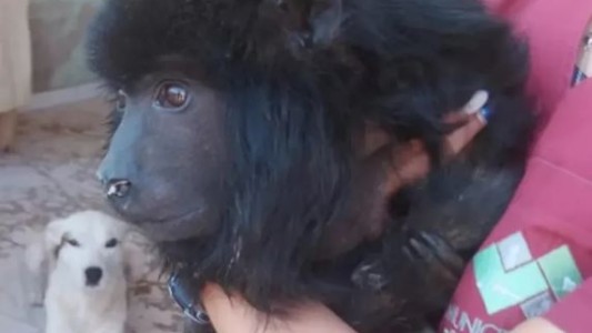 Encuentran un mono carayá atrofiado y desnutrido en Santa Cruz