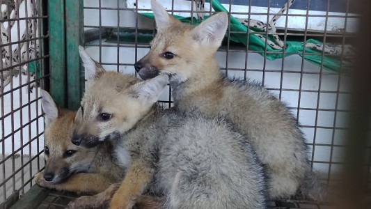 Rescataron a cinco cachorros de zorro gris en Córdoba