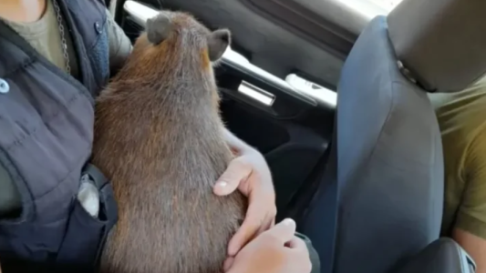 Rescataron a un carpincho que tenían como mascota en Corrientes