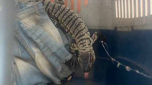 Capturaron a dos lagartos en la ciudad de Córdoba