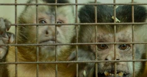 Trasladaron a Sudáfrica a 50 monos hallados en el sótano de un hospital en Saavedra