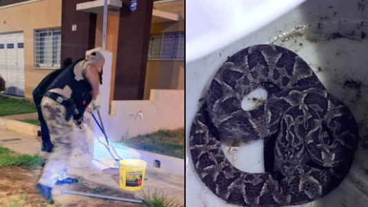 Patrulla Ambiental capturó una Yarará chica en Córdoba