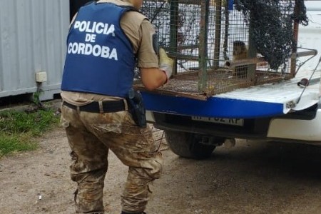 Rescataron a un mono capuchino que sufrió una descarga eléctrica