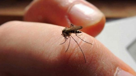 Aumento de casos de dengue debido a la ola de calor