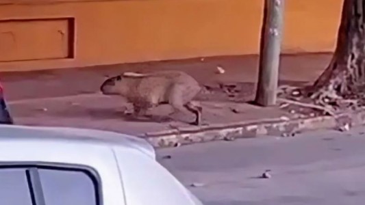 Tigre: apareció un carpincho caminando por la calle