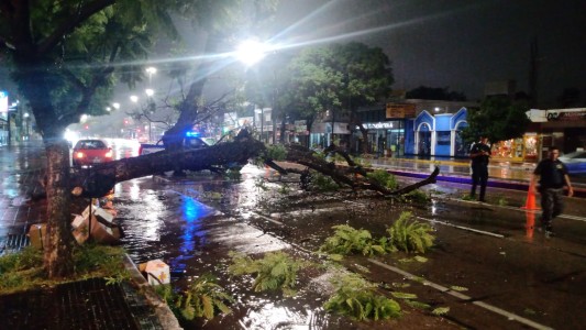 Árboles caídos por la intensa lluvia: cómo sigue el tiempo en Córdoba
