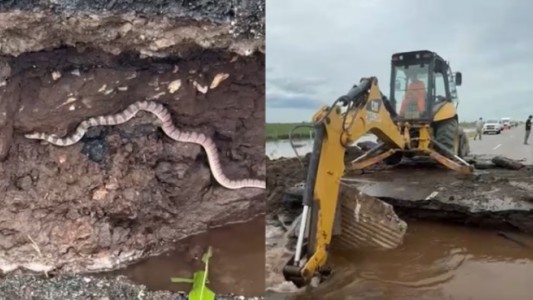 Una víbora luchó contra una retroexcavadora en el socavón de la Ruta 10