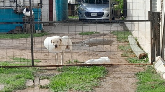Entró a robar una casa y lo atacaron dos dogos: terminó detenido