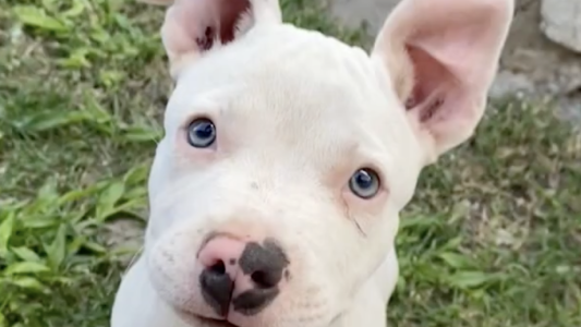 Buscan desesperadamente a Tarson, un cachorro robado en Los Olmos Sur