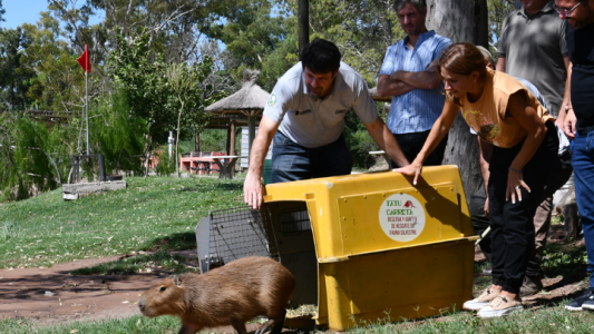 Animales silvestres regresan a su hábitat natural