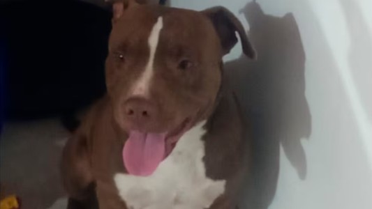 Una mujer de 72 años fue atacada por un pitbull en plena vía pública: está internada con graves lesiones