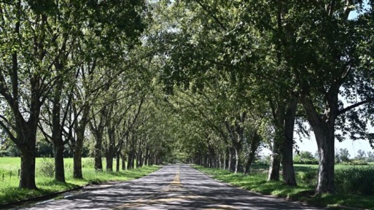El Túnel Natural de Colonia Caroya cumple 110 años: un ícono verde que sigue sorprendiendo