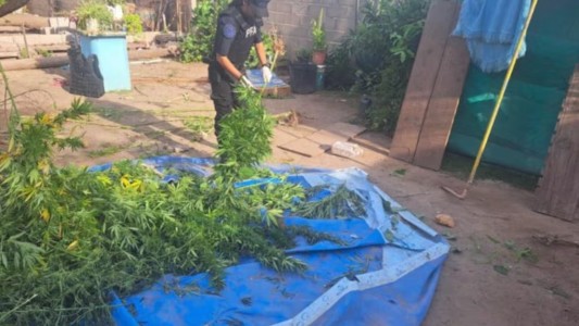 Río Cuarto: incautaron varias dosis de marihuana y 188 kilos de plantas