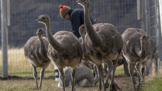 Trasladan desde Santa Cruz a Chile 15 ñandúes para aumentar su población