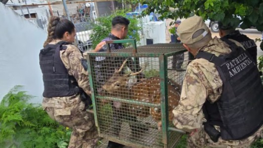 Video: un ciervo suelto por Nueva Córdoba