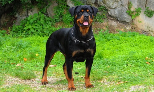 Un rottweiler atacó a un hombre de 81 años