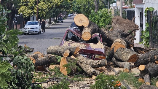 Árboles caídos y caos en el tránsito por los fuertes vientos que azotaron a Córdoba