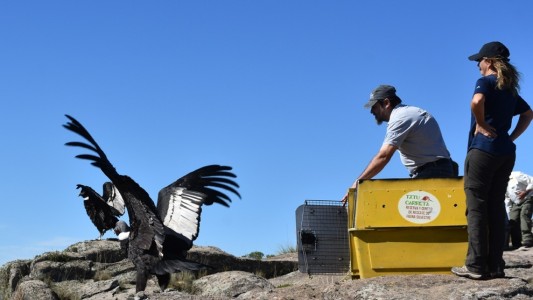 Liberaron dos cóndores con rastreador satelital