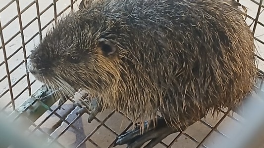 Rescataron un Coipo juvenil en Quebrada de las Rosas