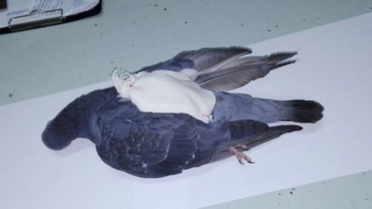 Penal de Coronda: encontraron una paloma con una bolsa atada a una de sus patas