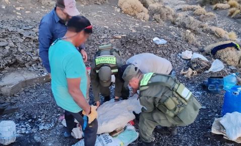 Neuquén: hallan los restos fósiles de un "ictiosaurio"