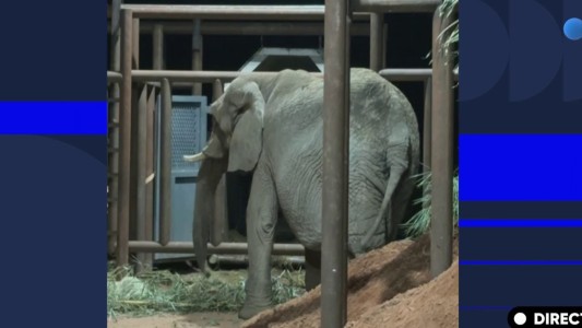 La elefanta Pupy llegó a un santuario en Brasil