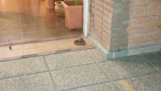 Capturaron una serpiente en una escuela de Córdoba