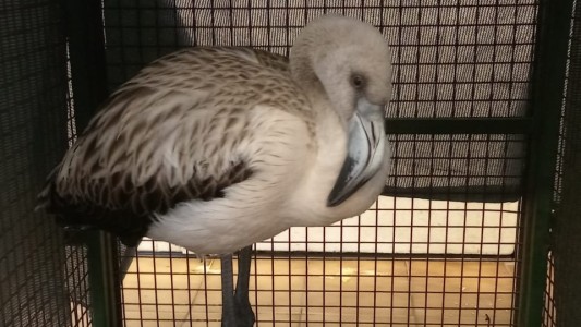 Sorprendente: encontraron un flamenco austral en una cosmética de Córdoba